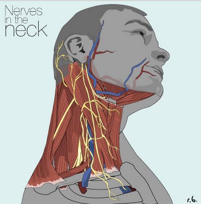 Digital Visualization Allows for 3D Viewing of Cervical Nerves in Healthy Individual